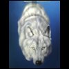 mikel_wolf_bike019.jpg