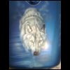 mikel_wolf_bike034.jpg