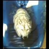 mikel_wolf_bike057.jpg